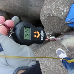 ようやく複数釣果